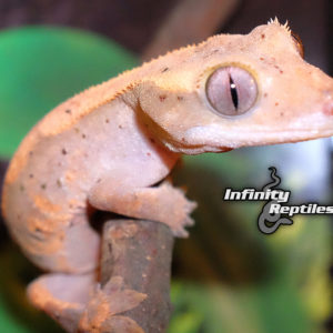 Crested Geckos