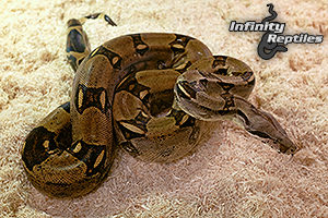 Columbian Boa Constictors