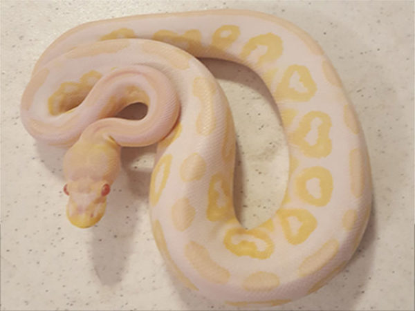 Albino Cinnamon Ball Python